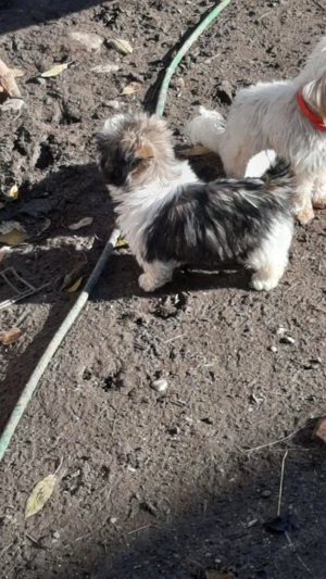 Disponibila femela shitzu 