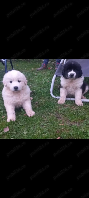 Ciobanesc de Bucovina 