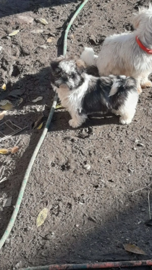 Disponibila femela shitzu  - imagine 2