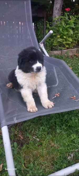 Ciobanesc de Bucovina  - imagine 2