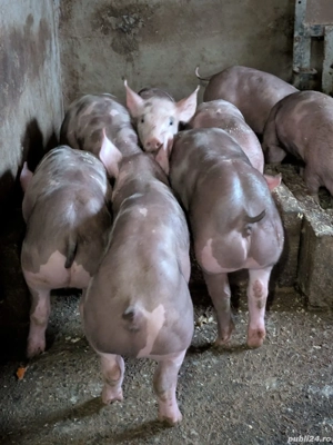    Vând purcei rasa pură Pietrain  