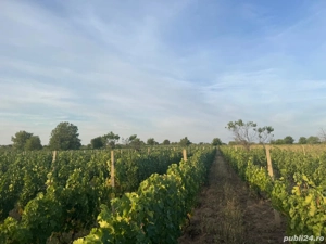 Vând teren cu Vita de vie nobila