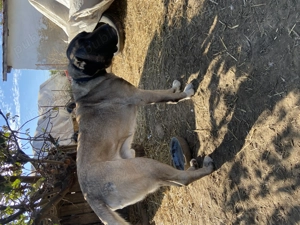 Vand Kangal Malalki, varsta 3 ani