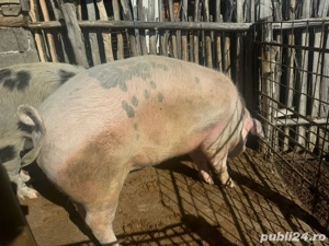 Vând porcii 18 lei kg in viu  - imagine 2