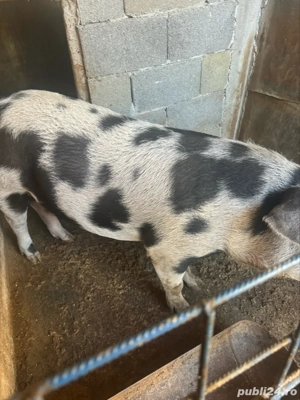 Vând porcii 18 lei kg in viu  - imagine 3