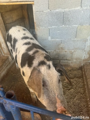 Vând porcii 18 lei kg in viu  - imagine 4