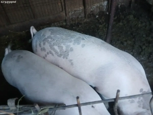 porci pentru sacrificat 