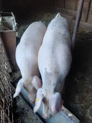 porci pentru sacrificat  - imagine 3