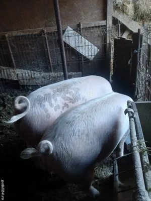porci pentru sacrificat  - imagine 2
