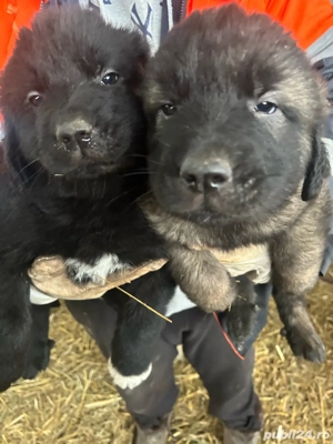 Vand pui căței sarplaninac