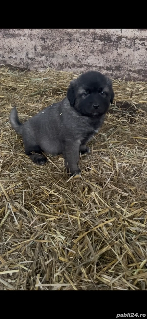 Vand pui căței sarplaninac - imagine 2