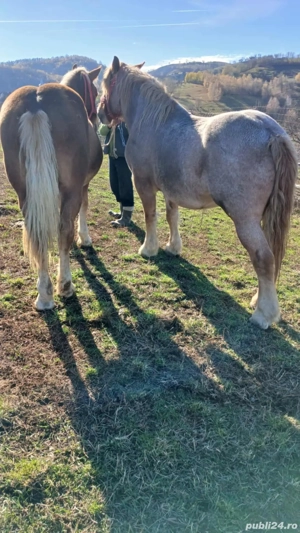 vând 2 cârlani si un mânz de 6 luni  - imagine 2