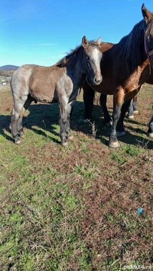 vând 2 cârlani si un mânz de 6 luni  - imagine 3