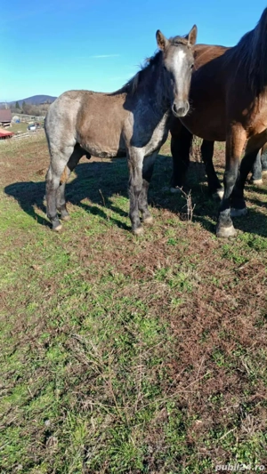 vând 2 cârlani si un mânz de 6 luni  - imagine 5
