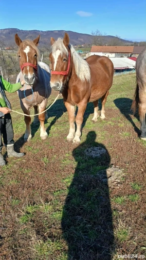 vând 2 cârlani si un mânz de 6 luni  - imagine 4