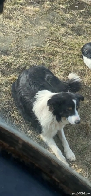 Vând căței border collie - imagine 2