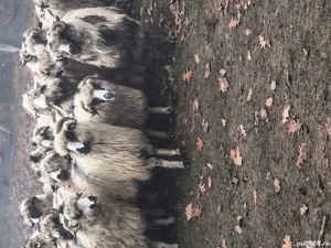 disponibile mai multe mioare și strămioare  - imagine 3