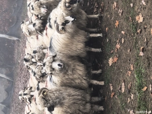 disponibile mai multe mioare și strămioare  - imagine 2