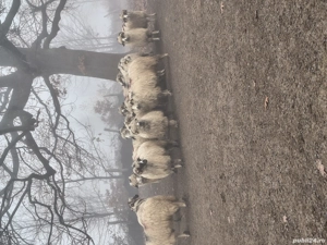 disponibile mai multe mioare și strămioare  - imagine 4