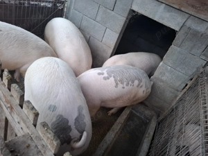 De vânzare porci pentru sacrificat  - imagine 2