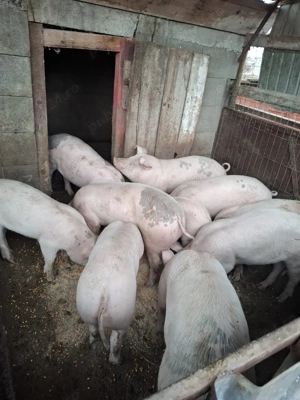 De vânzare porci pentru sacrificat 