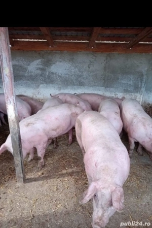 Porci de carne 100-180 