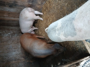 Vînd morci de casa crescuți cu făină din porumb  - imagine 2