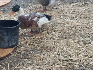 Vând rățoi motat an 2025 - imagine 2