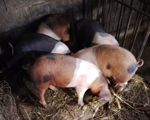 Purcei, șoldani și porc de vânzare  - imagine 2