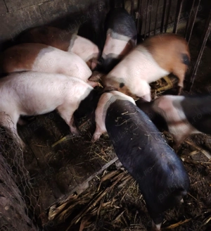 Purcei, șoldani și porc de vânzare  - imagine 3