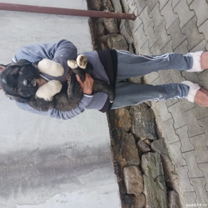 Ciobănesc caucazian 