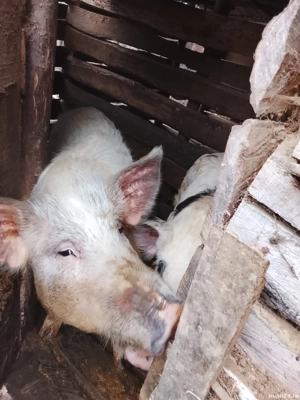 vand porci in Reșița 