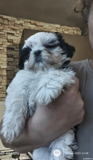 Shih tzu animale de companie  - imagine 2