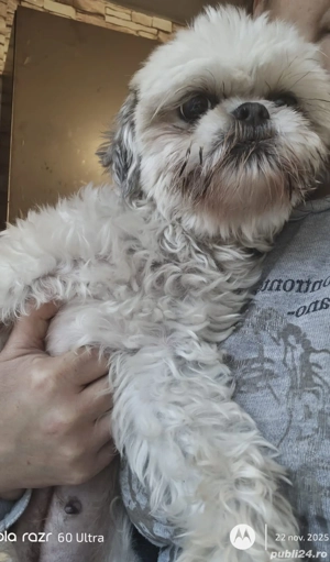 Shih tzu animale de companie  - imagine 4