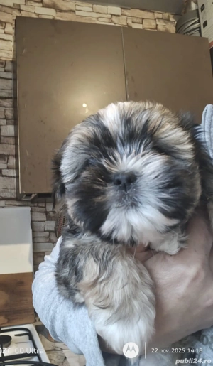 Shih tzu animale de companie  - imagine 3