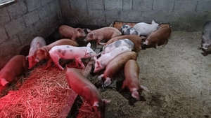 Purcei și purcele Metis Pietrain și Duroc de vânzare 