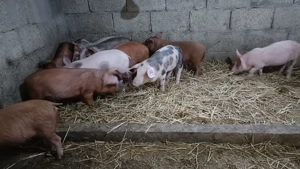 Purcei și purcele Metis Pietrain și Duroc de vânzare  - imagine 2