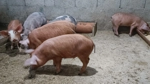 Purcei și purcele Metis Pietrain și Duroc de vânzare  - imagine 4