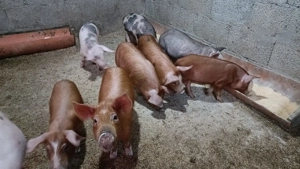 Purcei și purcele Metis Pietrain și Duroc de vânzare  - imagine 3