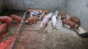 Purcei și purcele Metis Pietrain și Duroc de vânzare  - imagine 5