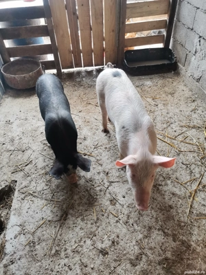 Vând 2 purcei 35-40kg - imagine 4