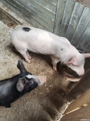 Vând 2 purcei 35-40kg - imagine 3