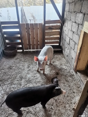 Vând 2 purcei 35-40kg - imagine 2