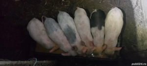  purcei 9  buc . 200lei 