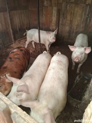 porci de vânzare 