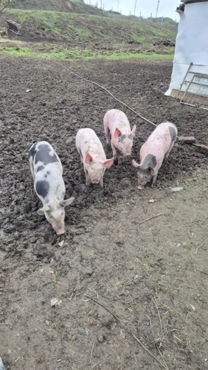 Vand porci 50 kg - imagine 2