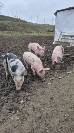 Vand porci 50 kg - imagine 3