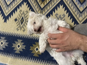 Vând Bichon Maltez  - imagine 2