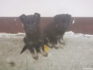 Pui lup ciobanesc German 