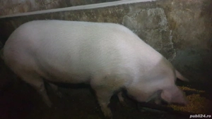 vindem porci de diferite catemaigorii  - imagine 3